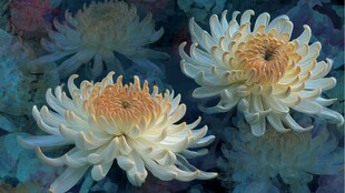 水墨风绽放的优雅白菊