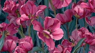 粉色郁金香花卉图案