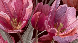 梦幻粉色郁金香花卉图