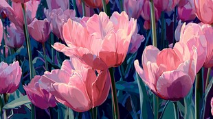 梦幻粉色郁金香花海