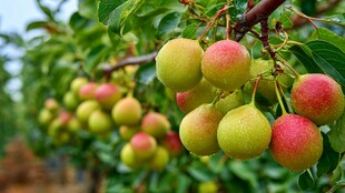 枝头挂满色泽诱人的梨