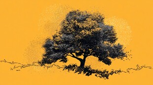 孤树屹立于金黄背景之中