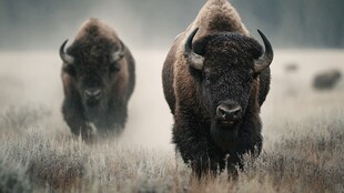 草原上奔跑的两头野牛