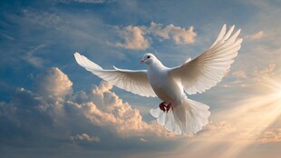 白鸽翱翔于云端