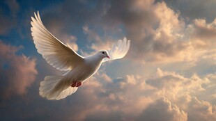 白鸽翱翔于霞光云海间