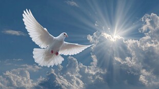 白鸽翱翔于蓝天阳光之下