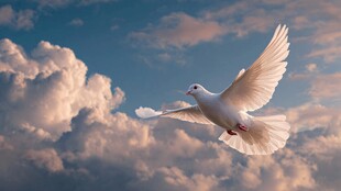 白鸽翱翔于云海之间