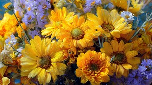 黄色雏菊与紫色小花束