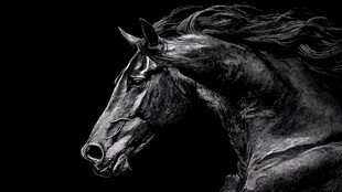 奔腾骏马 尽显不羁风采