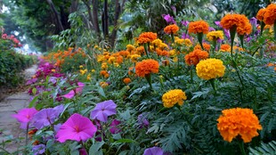 多彩花卉装点的美丽小径