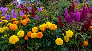 缤纷多彩的花卉盛放景观