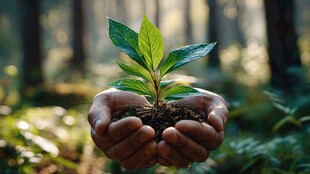 双手呵护下的新生绿植