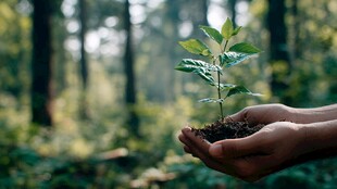 双手呵护新生树苗