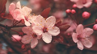 娇艳绽放的粉色烂漫花朵