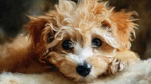 可爱卷毛小狗乖巧趴卧