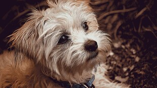 可爱小狗户外仰头凝视