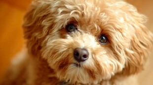 可爱泰迪犬的萌趣瞬间