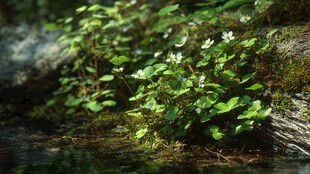 溪边绿意盎然的白色小花