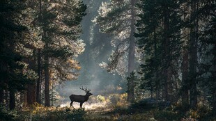 森林中鹿沐浴金色晨光