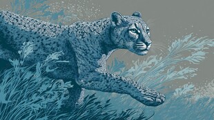 奔跑的猎豹 自然野性之美