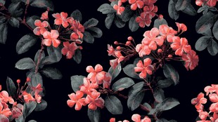 黑色背景上的粉色花卉图案