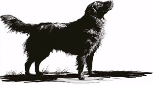 站立眺望的黑犬