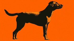 橙色背景下的黑色犬只剪影