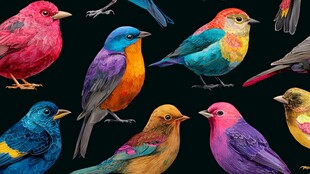 多彩缤纷鸟儿的精美图案