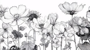 黑白花卉手绘插画作品