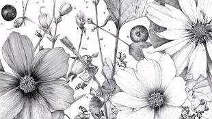 黑白花卉植物手绘图景