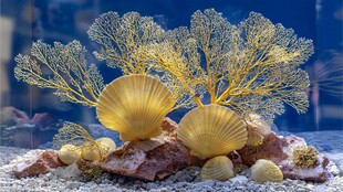 海底贝壳与珊瑚景观