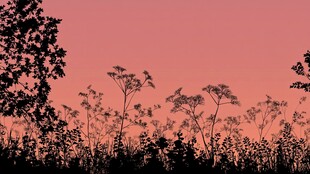 黄昏下的植物剪影