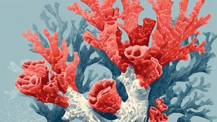 绚丽红珊瑚的海洋之美