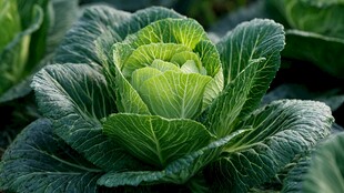 鲜嫩卷心菜 田园蔬菜之美
