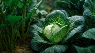 田间卷心菜 绿意盎然