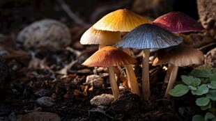 多彩蘑菇群生于林间