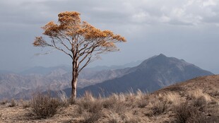 荒野孤树伴远山
