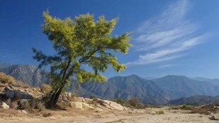 荒野孤树伴远山蓝天