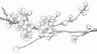 白描梅花枝