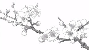 白描梅花枝