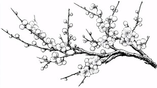 墨绘梅花枝