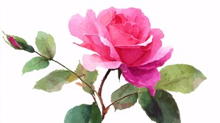 水彩绘粉色娇艳月季花