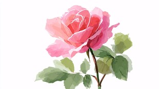 粉色水彩玫瑰插画