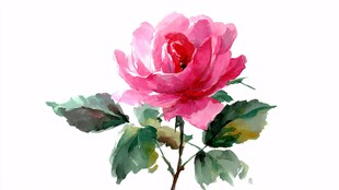 水彩绘粉色娇艳月季花