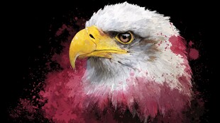 水墨风格白头鹰艺术肖像