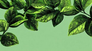 清新绿叶装饰背景图