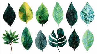手绘多彩绿叶植物素材集