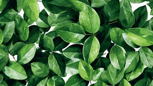 翠绿叶片的自然清新图景