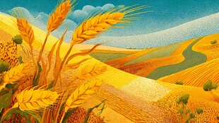 金色麦田的美丽田园风光