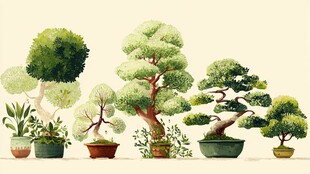 各式精美盆栽展示